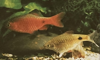 Couple de barbus conchonius